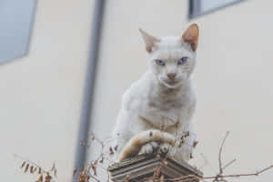 Grumpy Cat 사진 — 맥북 프로 M4 배경화면