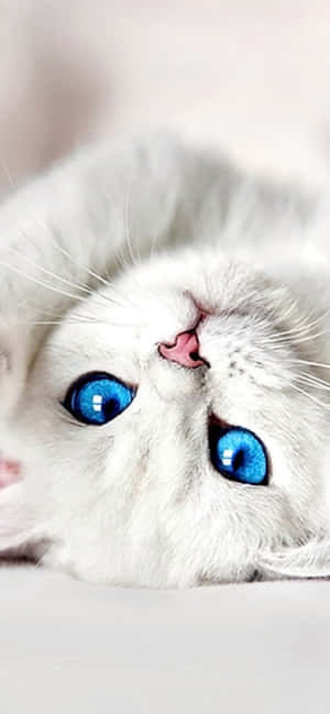 1242x2688 — Realme GT8 배경화면