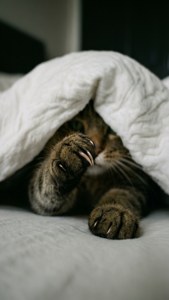 담요 아래에서 고양이 발이 살짝 나와 있는 모습. — 고양이 배경화면