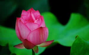 연꽃 사진 — 연꽃 배경화면