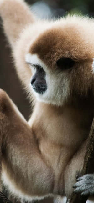 아이폰 Xs Max Gibbon 배경화면 — 아이폰 14 플러스 배경화면