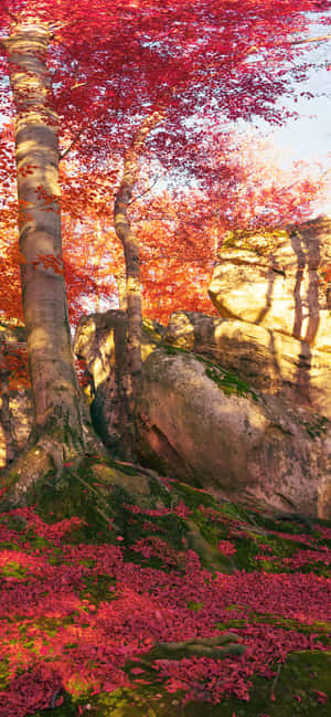 iPhone Xs Max 가을 배경화면 — HMD 배경화면