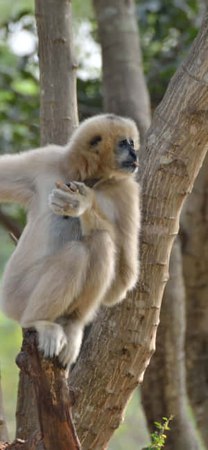 아이폰 Xs Max Gibbon 배경 — 갤럭시 A 배경화면