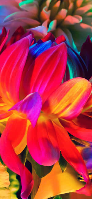 Rainbow Flower Iphone — 갤럭시 A55 배경화면