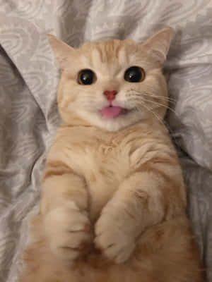 고양이 사진 — iPad Pro 12.9 배경화면