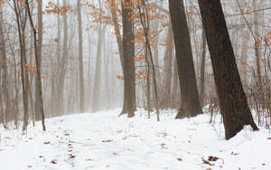 안개 낀 숲과 눈 덮인 땅 — 숲 배경화면