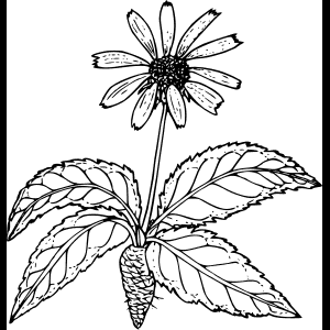 야생화_스케치_일러스트.png