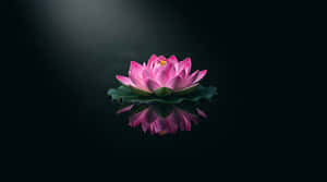 연꽃, 분홍 연꽃, 수련, 반사, 선, 명상, 웰빙, 떠 있는, 미니멀리스트, 스파, 평화로운, 고요함, 어두운 배경, 자연, 꽃, 개화, 순수, 영성, 요가, 휴식
