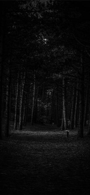어두운 숲 아이폰 배경화면 — 어두운 숲 배경화면