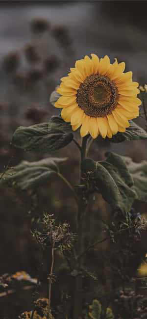 어두운 해바라기 — Vivo X500 Pro 배경화면