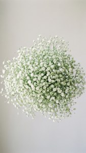 구름처럼 뭉친 베이비브레스, 부드러운 흰색과 초록색, 미니멀하고 순수한.