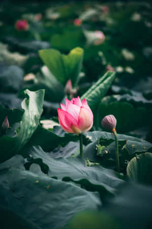 연못에 핀 고요한 연꽃 — 연꽃 배경화면