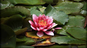 연꽃 사진 — 연꽃 배경화면