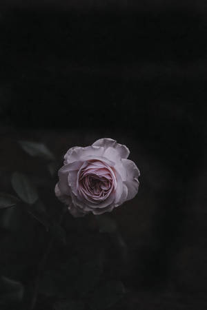 장미꽃 — 장미 꽃 배경화면