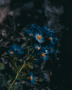 파란 꽃 사진 — 어두운 숲 배경화면