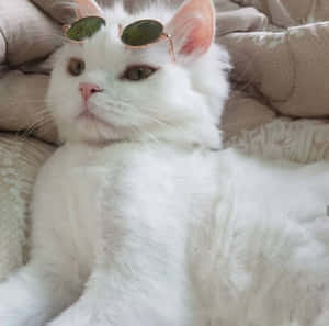 감성 고양이 사진 — 감성 고양이 배경화면