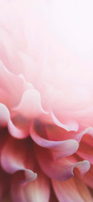 연분홍 꽃무늬 아이폰 — 샤오미 17 프로 배경화면