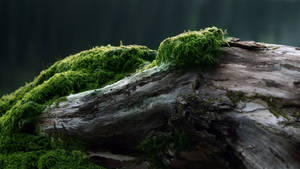 이끼 낀 오래된 나무 배경화면 — 2560x1440 배경화면