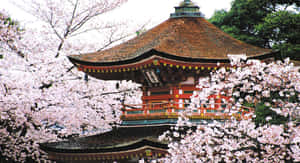 일본 사진 — 일본 배경화면