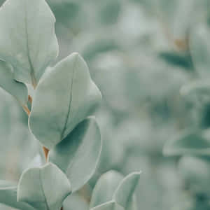 세이지 그린 미학 사진 — 세이지 그린 감성 배경화면