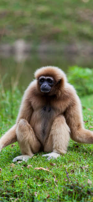 아이폰 Xs Max Gibbon 배경화면 — 아이폰 14 프로 맥스 배경화면
