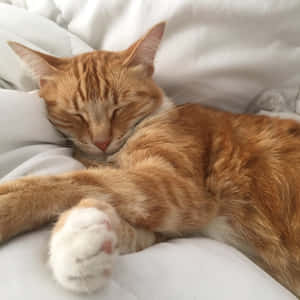 감성적인 고양이 사진 — 감성 고양이 배경화면
