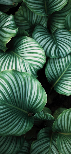 Plants Iphone — 갤럭시 A08 배경화면