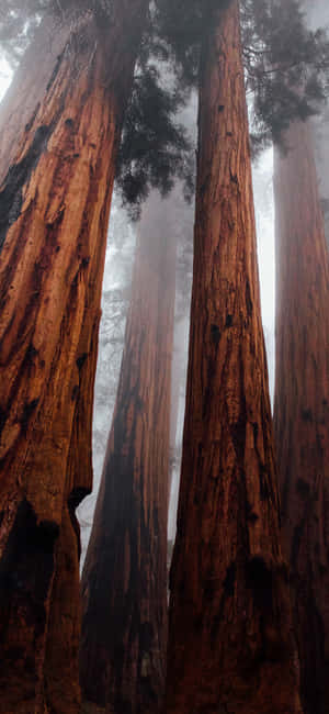 Trees Iphone — Redmi Note 배경화면