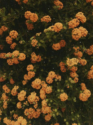 작은 주황빛 빈티지 꽃 미학 — 꽃 감성 배경화면