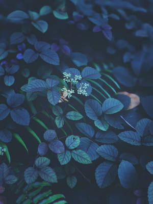 초록과 보라 잎 iOS 13 — 아이폰 13 배경화면