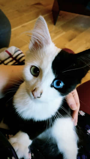 아름다운 고양이 사진 — 감성 고양이 배경화면