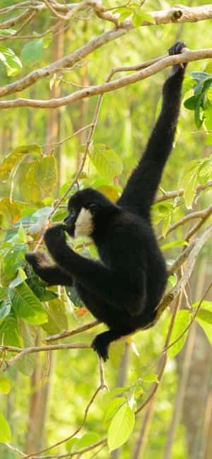아이폰 Xs Max Gibbon 배경화면 — 갤럭시 S25+ 배경화면