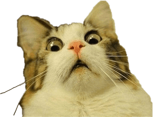 #충격 #고양이 #freetoedit - 투명 배경 고양이 밈, HD Png 다운로드