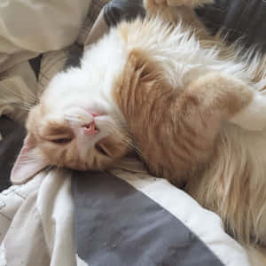 감성적인 고양이 사진 — 감성 고양이 배경화면