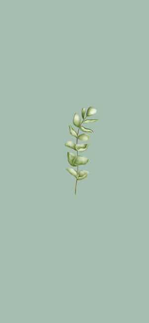 Sage Green Aesthetic pictures — 아이폰 16 프로 맥스 배경화면