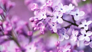 파스텔 보라색 배경 — 파스텔 퍼플 배경화면