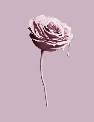 핑크 장미 텀블러 에스테틱 배경화면 — 텀블러 감성 배경화면