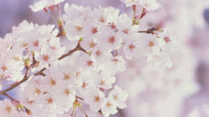 봄꽃 배경 — 벚꽃 배경화면