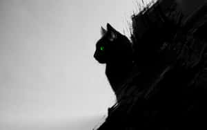 검은 고양이 사진 — 검은 고양이 배경화면