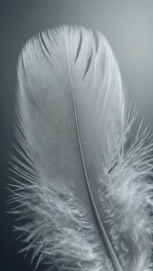 몽환적인 톤의 부드러운 회색 깃털 클로즈업 — 회색 감성 배경화면